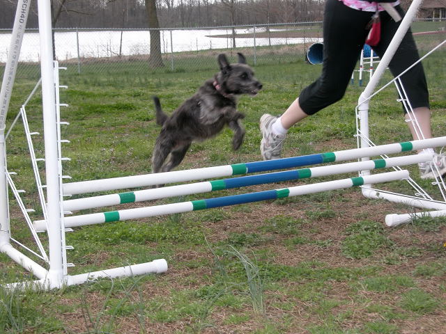 Dog Agility Training Logan Dog Agility Training Logan